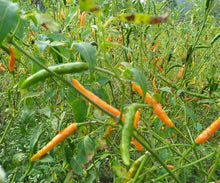 Load image into Gallery viewer, Lakhori (Yellow Chilli) Powder