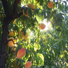 Load image into Gallery viewer, Peach Cinnamon Jam