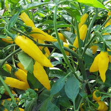 Load image into Gallery viewer, Yellow Chilli & Garlic Salt