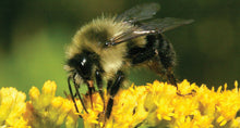 Load image into Gallery viewer, Rosewood (Sheesham) Honey
