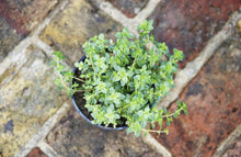 Load image into Gallery viewer, Thyme
