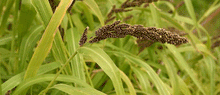 Load image into Gallery viewer, Jhangora (Barnyard Millet)