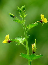 Load image into Gallery viewer, Jakhiya