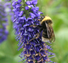 Load image into Gallery viewer, Himalayan Wild Forest Honey