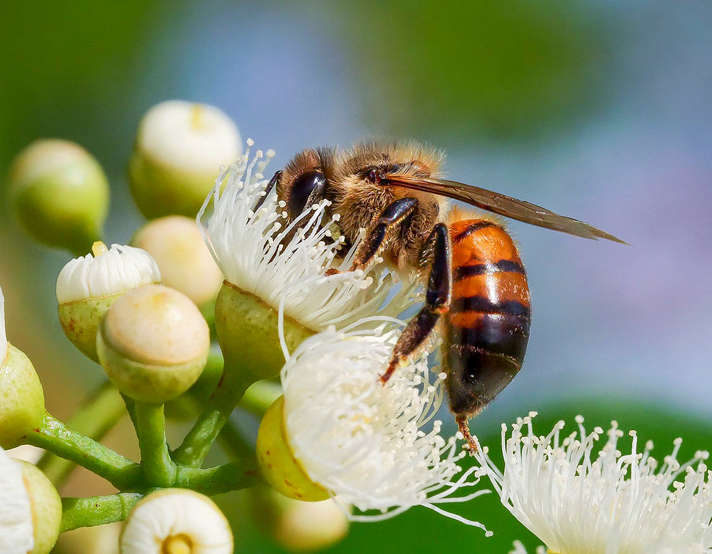 Eucalyptus Honey – The Pahari Life