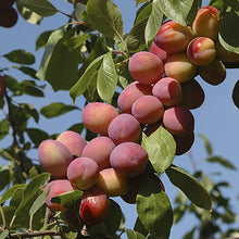 Load image into Gallery viewer, Plum Cinnamon Jam