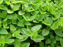 Load image into Gallery viewer, Marjoram Infused Himalayan Pink Salt
