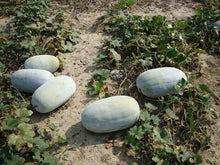 Load image into Gallery viewer, Ash Gourd (Petha) Badi