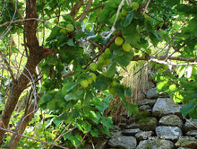Load image into Gallery viewer, Apricot Chutney