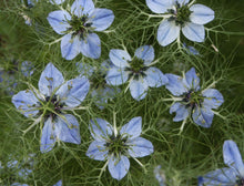 Load image into Gallery viewer, Kala Jeera (Black Cumin) & Garlic Salt