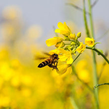 Load image into Gallery viewer, Mustard Honey