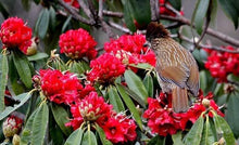 Load image into Gallery viewer, Rhododendron Flower ( Buransh) Chutney