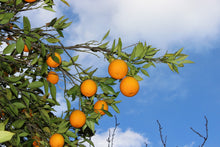 Load image into Gallery viewer, Malta Concentrate