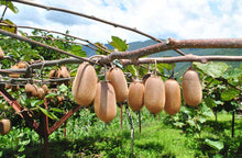 Load image into Gallery viewer, Kiwi Chutney