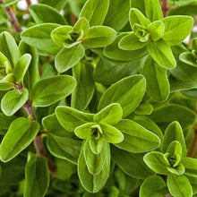 Load image into Gallery viewer, Marjoram Seasoning