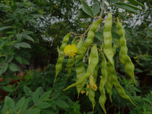 Load image into Gallery viewer, Organic Pahari Masoor Dal