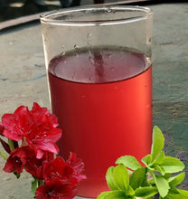 Load image into Gallery viewer, Rhododendron (Buransh) & Stevia Concentrate (Squash) - Sugar free