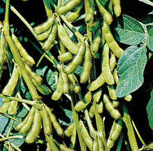 Load image into Gallery viewer, Organic Moth Beans