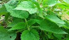 Load image into Gallery viewer, Nettle Leaf Tea