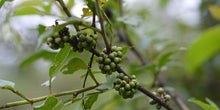 Load image into Gallery viewer, Timur (Szechuan Pepper) & Garlic Salt