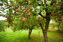Load image into Gallery viewer, Apple Cinnamon Chutney