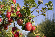 Load image into Gallery viewer, Apple Cinnamon Jam