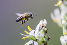Load image into Gallery viewer, Lychee Honey