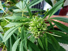 Load image into Gallery viewer, Bhang (Hemp) Seeds