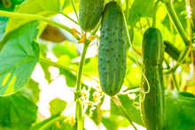Load image into Gallery viewer, Cucumber (Kakri) Badi