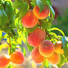 Load image into Gallery viewer, Peach Concentrate