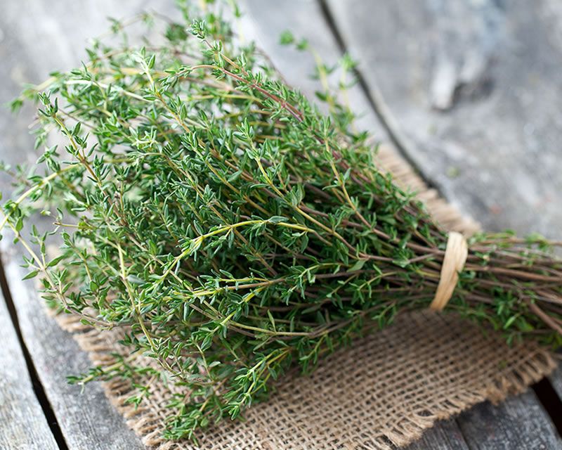 Thyme/ The Pahari Life