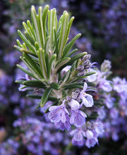 Load image into Gallery viewer, Rosemary