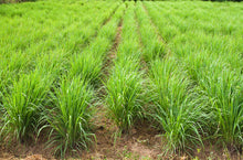 Load image into Gallery viewer, Lemon Grass