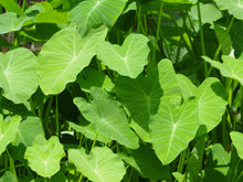 Load image into Gallery viewer, Papad (Taro Leaf) Badi