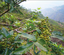 Load image into Gallery viewer, Timur (Szechuan Pepper)