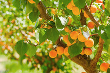 Load image into Gallery viewer, Apricot Concentrate