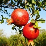 Dadim (Pomegranate) Chukh