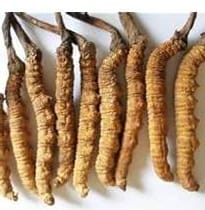 Load image into Gallery viewer, KEERA JADI (CORDYCEPS SINENSIS)