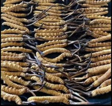 Load image into Gallery viewer, KEERA JADI (CORDYCEPS SINENSIS)