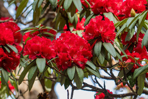 Sugar free Rhododendron (Buransh) Concentrate / Health Drink
