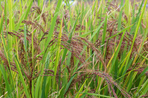 Organic Himalayan Red Rice
