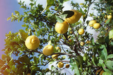 Load image into Gallery viewer, Hill Lemon Concentrate