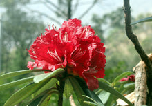 Load image into Gallery viewer, Rhododendron Flower (Buransh) Jam