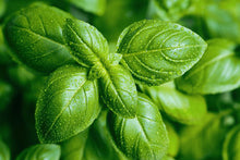 Load image into Gallery viewer, Basil Leaves