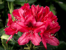 Load image into Gallery viewer, Rhododendron Flower (Buransh) Concentrate (Squash)