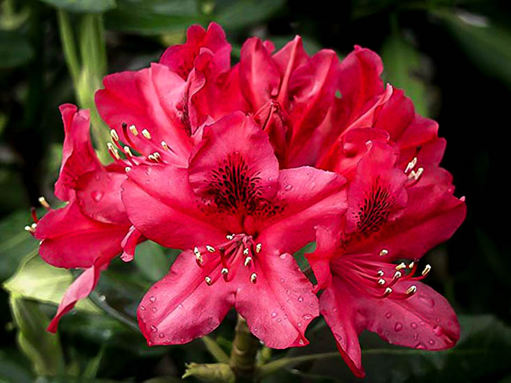 Rhododendron Flower (Buransh) Concentrate (Squash)